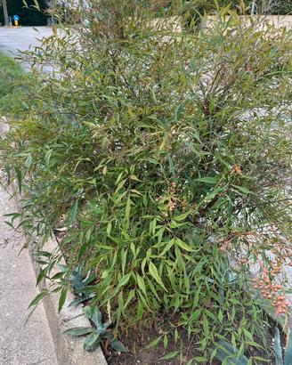 Pianta di nandina domestica