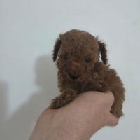 Barboncina mini Toy Red Brown
