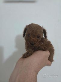 Barboncina mini Toy Red Brown