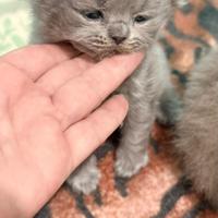 Scottish Fold manto Long Blu