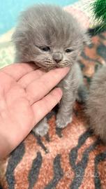 Scottish Fold manto Long Blu