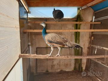 Pavone comune femmina