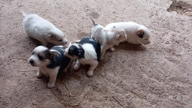 Cuccioli di incrocio Jack Russell-Volpino Italiano