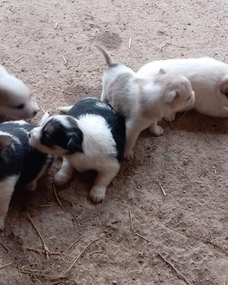 Cuccioli di incrocio Jack Russell-Volpino Italiano