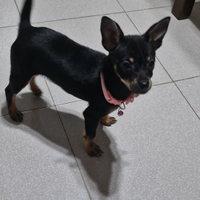 Cucciola femmina di pinscher/chihuahua