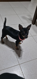 Cucciola femmina di pinscher/chihuahua