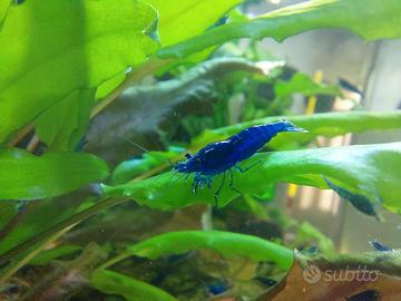 Gamberetti Caridine BLU DREAM per acquario