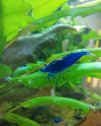 Gamberetti Caridine BLU DREAM per acquario