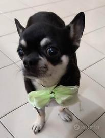 Chihuahua