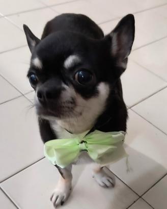 Chihuahua