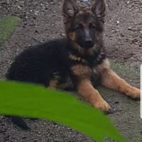 Cucciola di pastore tedesco a pelo lungo