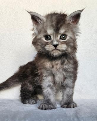Cucciole Maine Coon pedigree ANFI