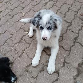 Cucciola Blue merle