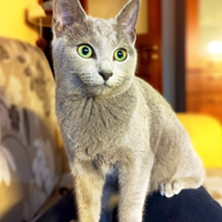 Gatti Blu di Russia