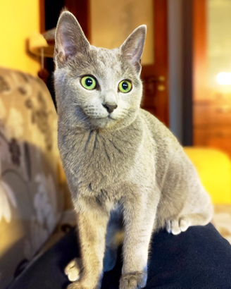 Gatti Blu di Russia