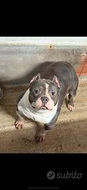 Bully