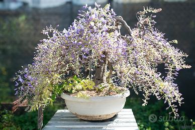 Imponente pre bonsai di glicine in fioritura