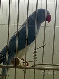 Parrocchetti cleartal blu