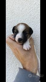 Ultimi maschietti Jack Russell Terrier