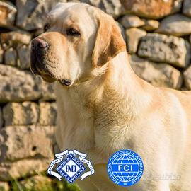 Labrador