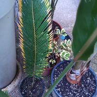 cycas aurea variegata 