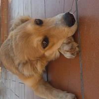 Zeke, Cucciolone
