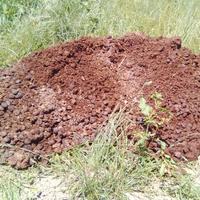 letame , stallatico , concime di cavallo