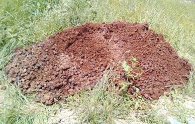 letame , stallatico , concime di cavallo