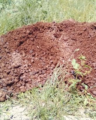 letame , stallatico , concime di cavallo