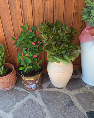 piante ornamentali 