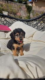 Cuccioli bassottino x barboncino toy