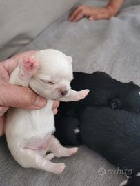 Cuccioli chihuahua