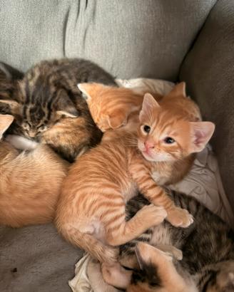Gattini appena nati in adozione