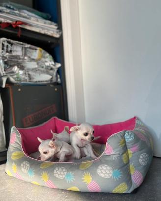Cucciole chihuahua bianco