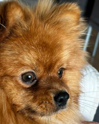 Pomeriana affettuoso