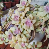 pianta grassa cactus graptopetalum paraguayense