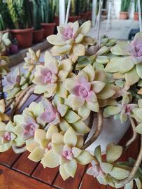 pianta grassa cactus graptopetalum paraguayense