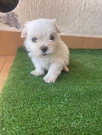 Maltese