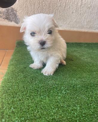 Maltese