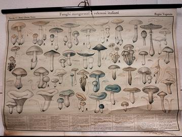 Cartina vintage anni 60/70 complemento d'arredo