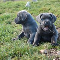 Cane corso cuccioli