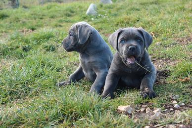 Cane corso cuccioli