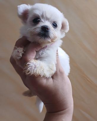 Cuccioli di maltese mini toy