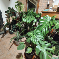 Monstera deliciosa pianta appartamento