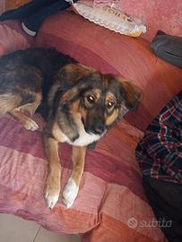 Cane incrocio pastore Australiano