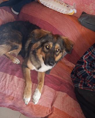 Cane incrocio pastore Australiano