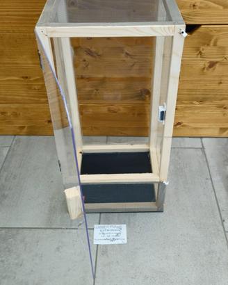 Teca insetti stecco, arboricoli 50cm
