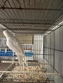 Parrocchetto dal collare