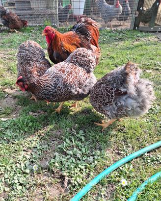 Galline
