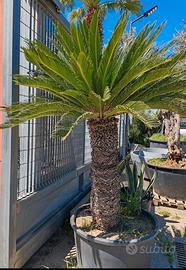 GRANDE CYCAS revoluta in vaso- CHIOMA AMPIA